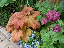 Heucherella Sweet Tea Aberdeen Gardening Foliage becomes more brilliantly colored in heat and humidity. heucherella sweet tea aberdeen gardening