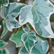 Image result for Hedera