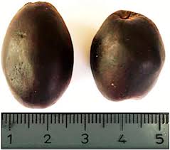 Image result for Anisophyllea boehmii