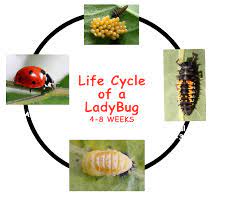 Pin On Beneficial Insects