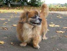 Zum Gedenken An Den Kleinen Hund Joschi 84 Sprüche Zu Den Themen