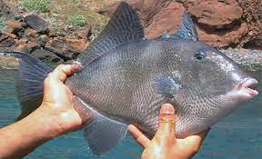 Peixe Porco Conheca Todas Informacoes Sobre Essa Especie