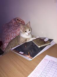 Maria Ines Lucero Toro Adli Kullanicinin Cats Friends Time Accesories For Cats Panosundaki Pin 2020