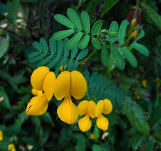 Image result for Smithia