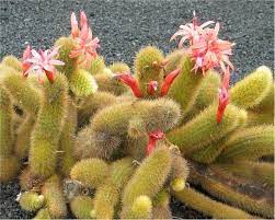 Hildewintera Aureispina Cleistocactus Winteri Monkey Tail Cactus 50 Seeds Cactus Trees To Plant Rat Tail Cactus