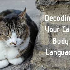 This is not always in the best interests of the cat, as many of these mutations are harmful. How To Decode Your Cat S Behavior Pethelpful By Fellow Animal Lovers And Experts