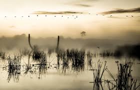 Also called the ritch grissom memorial wetlands, the viera wetlands is one of the older wetlands parks in florida. Sharon Collins 2014 Ritch Grissom Memorial Wetlands Fl