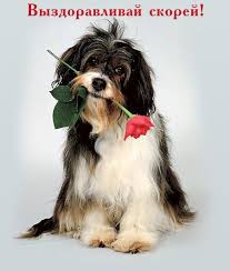 tema vyzdoravlivaj fotozalezhi sobaki sobachki pushistye sobaki
