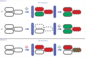 Transport proteins are often referred to as globular proteins. Reversibility Of Membrane Permeabilization Upon Pulsed Electric Field Treatment In Lactobacillus Plantarum Wcfs1 Scientific Reports