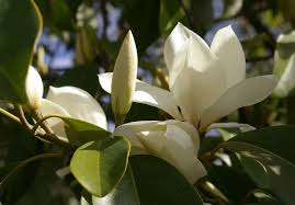 Image result for Bolusiella maudiae