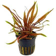 Cryptocoryne wendtii, the wendt's water trumpet, is a species of herb which is a popular aquarium plant which is native to sri lanka. Cryptocoryne Wendtii Rubella Ecoscape Aquasabi Aquascaping Shop