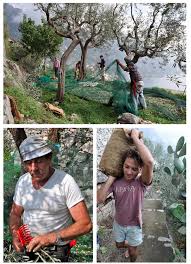 It S Olive Picking And Pressing Season Salvatore And Our Olive Oil Pickers Are Busy Reaping The Harvest Cooking Vacation Italy Vacation Italy Cooking Class