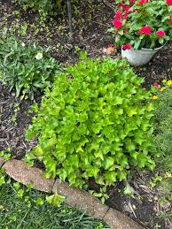 Image result for Nidorella ivifolia