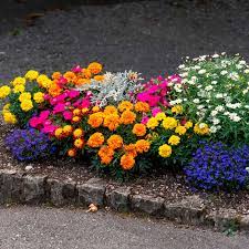 Three Different Cultivars Of Marigolds Join With Blue Lobelia Sunpatiens Dwarf Daisies And Dusty Miller O Flower Beds Full Sun Flowers Landscaping With Rocks