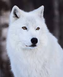 Wolf information, anatomy, feeding, reproduction, habitat and wolf conservation. Fl0 Sxvggslomm