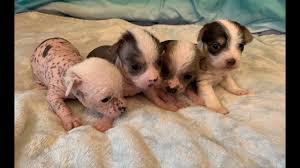 Chinese cresteds exercise need is minimal. My Chinese Crested Puppies So Adorable Eyes Are Open Youtube