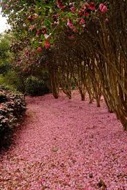 Pink Snow From A Rose Of Autumn Camellia Falls In Drifts Along A Path In Bobby Green S Fairhope Garden Yard Landscaping Landscape Community Gardening
