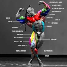 Naming skeletal muscles according to a number of criteria: Bulk Squad Name Of Muscles Kaigrene Facebook