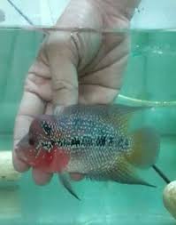 Ada puluhan jenis ikan hias air tawar yang indah dan bisa dipelihara di aquarium. Prospeknya Usaha Budidaya Dengan Bibit Ikan Hias Unggul