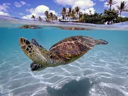 Underwater Photography Competition Medal Winners 2011 12 Underwater Photography Animals Photography Competitions