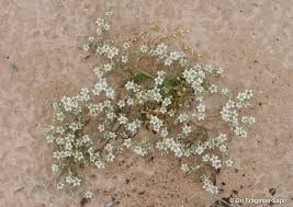 Image result for Polycarpaea eriantha