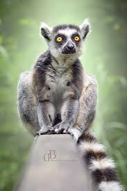 Kobold maki kleiner affe lori geschenke notizbuch liniert (a5 format, 15,24 x 22,86 cm, 120 seiten) (german edition) : Tierisches Pixelartistin Katta Mit Betorendem Blick Katta Lemur Maki Affe Primat Ape Tiere Tierisch Foto Bilder