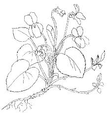 Malvorlagen von wiesenblumen und gartenblumen zum gratis herunterladen. Malvorlagen Dibijos