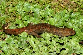 Image result for Macrotyloma rupestre × densiflo