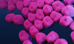 Image result for Striga baumannii