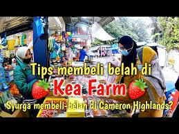If you can only view the content of the. Kea Farm Kea Garden Guess House Cameron Highlands Pahang 27 2 2021 Litetube