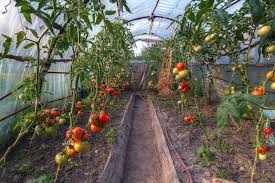 Warum also nicht tomaten selber pflanzen? Tomaten Im Gewachshaus Pflanzen Tipps Fur Anbau Und Pflege