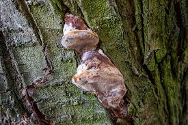 Image result for Phellinus pomaceus