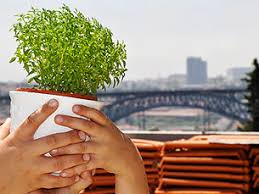 Há cervejas de manjerico, arraiais privados e até torneios de minigolf. Fotogaleria O S Joao Das Sardinhas Dos Manjericos Dos Martelos Do Porto Jpn