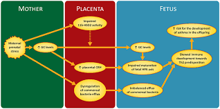 Frontiers Prenatal Maternal Stress And The Risk Of Asthma In Children Pediatrics