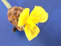 Image result for Xyris valida