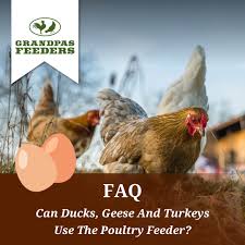 Buy Giantz Auto Chicken Feeder Automatic Chook Poultry Treadle Self Opening  Coop At Barbeques Galore.