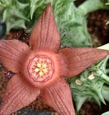 Image result for Duvalia