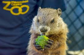It is the site of the annual groundhog day celebration and where punxsutawney phil makes his prediction every february 2nd. The Milwaukee Zoo Will Actually Have A Groundhog For Groundhog Day This Year