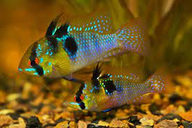 Maybe you would like to learn more about one of these? German Electric Blue Chili Ram Cichlid Discus Com