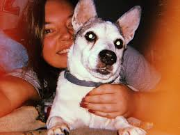 Lost dog found in Fox River Grove near Lincoln and Northwest Highway