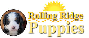 Check spelling or type a new query. Mini Bernedoodle Puppies For Sale Rolling Ridge Puppies