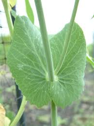 Image result for Pisum