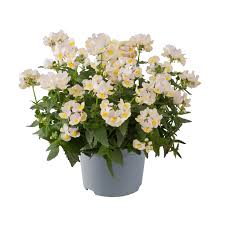 Image result for Nemesia fruticans