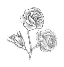 Maybe you would like to learn more about one of these? Rose Line Drawing Vector Images Over 10 000