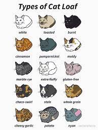 Https Www Facebook Com Hashtagiamcat Photos A 1721685741480302 2130466730602199 Type 3 Cute Cat Memes Cat Memes Funny Cat Memes