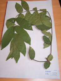 Image result for Tricalysia sp. E