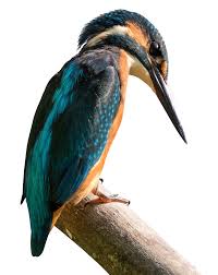 Kingfisher Bird Png Image Kingfisher Bird Bird Kingfisher