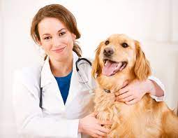 Browse doctors near me on the map and find a list of doctors in your area. Career As A Veterinary Doctor How To Become A Veterinary Doctor Vet Institute