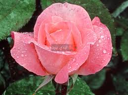 صور زهور وردية ليدي بيرد