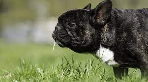 Why Do Dogs Eat Grass Causes Prevention Vomiting More